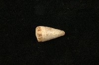 藏品(樂譜芋螺)的圖片